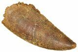 Serrated Raptor Tooth - Real Dinosaur Tooth #371468-1
